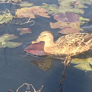 Meet your Posher, Cassandra